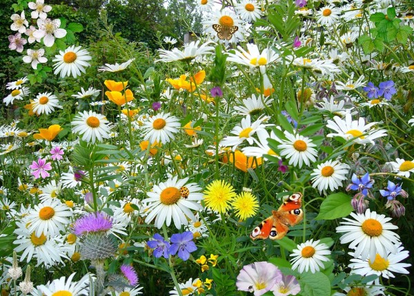 wilde-bloementuin.jpg
